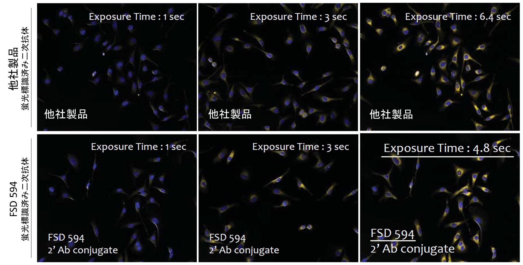 免疫蛍光染色の比較画像